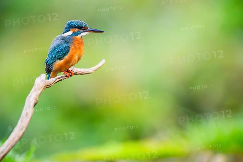 Common kingfisher (Alcedo atthis) sitting on an old wooden branch in late summer, wildife, Bavaria, Germany