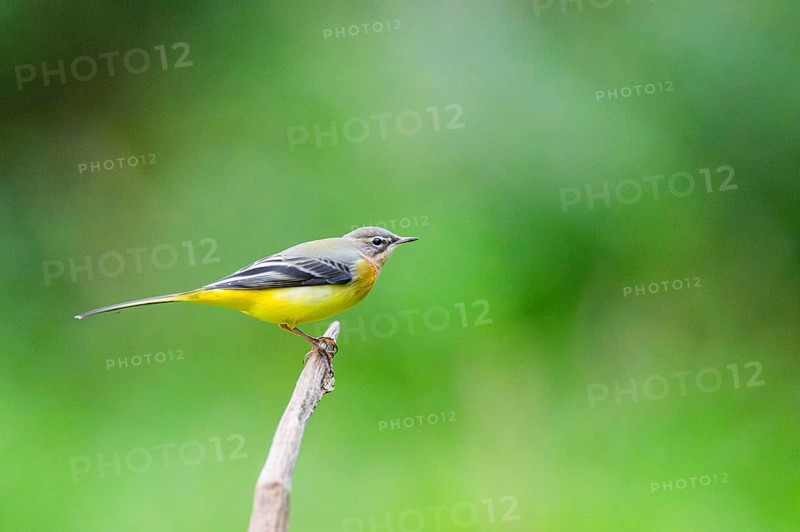 Grey Wagtail (Motacilla cinerea) sitting on a branch, wildlife, Germany