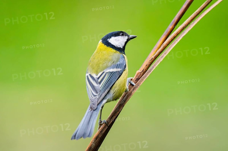 Great tit (Parus major) sitting on stem of a reed at a swamp, Bavaria, Germany
