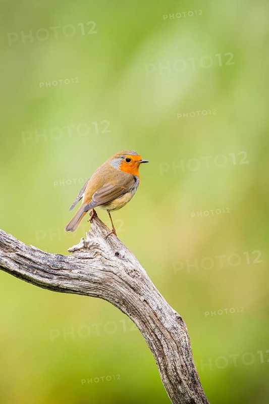 European robin (Erithacus rubecula) sitting on an old wooden branch, Bavaria, Germany