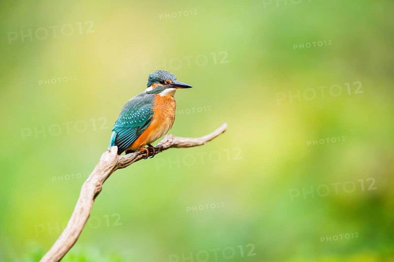 Common kingfisher (Alcedo atthis) sitting on an old wooden branch in late summer, wildife, Bavaria, Germany