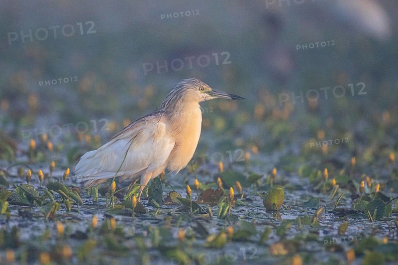 Squacco Heron (Ardeola ralloides) in the fog Hungary