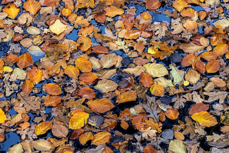 Autumn leaves, autumn-colored leaves floating on moor water, Osterwald, Zingst, Fischland-Darß-Zingst, Western Pomerania Lagoon Area National Park, Mecklenburg-Western Pomerania, Germany