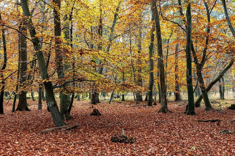 Autumn forest, autumn-colored trees, Osterwald, Zingst, Fischland-Darß-Zingst, Western Pomerania Lagoon Area National Park, Mecklenburg-Western Pomerania, Germany