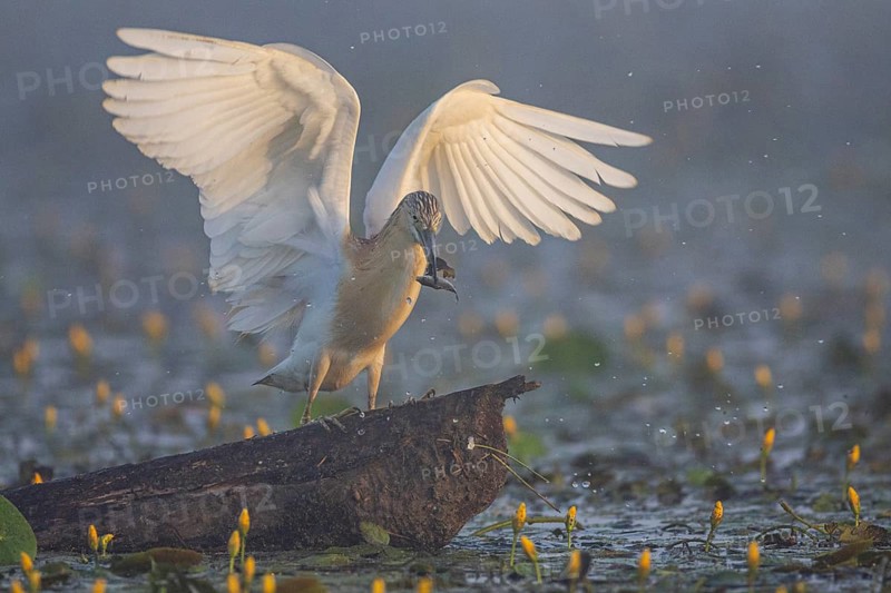 Squacco Heron (Ardeola ralloides) in the fog Hungary