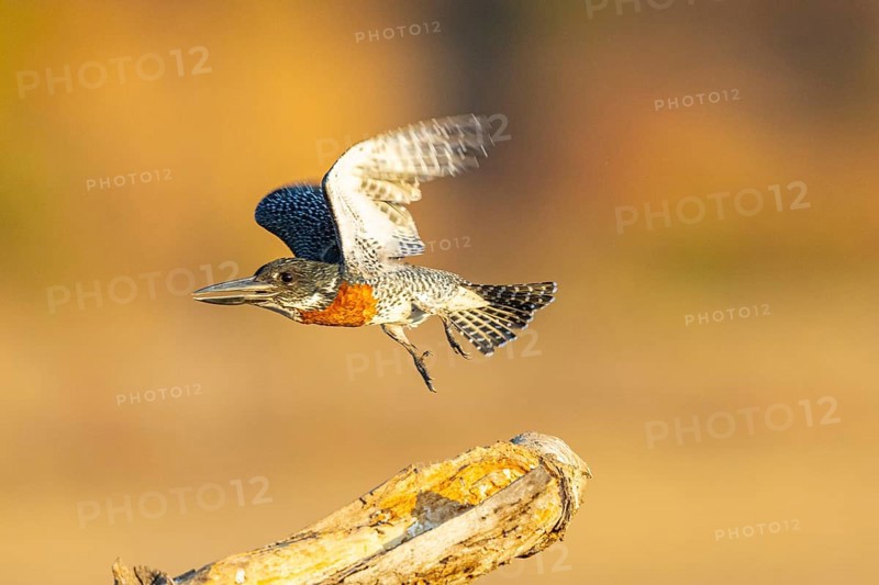 Giant kingfisher (Alcedo atthis) Zambia August