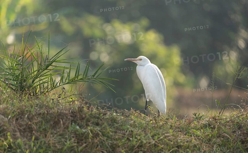 A Cattle Egret (Bubulcus ibis), Sreepur, Gazipur, Bangladesh