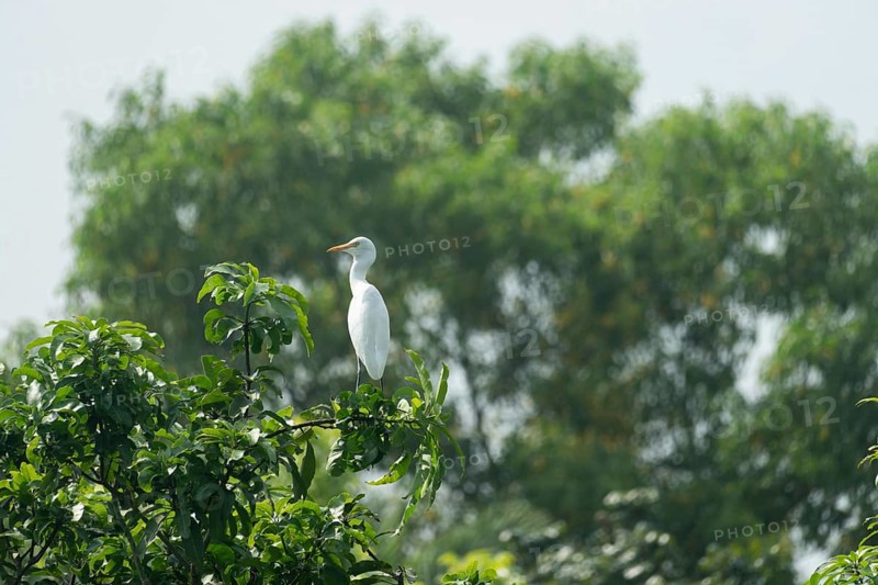 A Cattle Egret (Bubulcus ibis) sits on a branch of a mango tree, Sreepur, Gazipur, Bangladesh