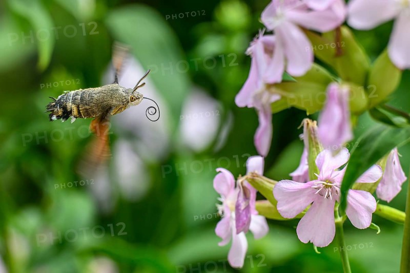A dove tail (Macroglossum stellatarum) flies near pink flowers of soapwort (Saponaria officinalis) in a lively and spring-like environment, Dümmerniederung, Diepholzer Moorniederung, Lower Saxony, Germany