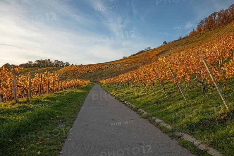 The vineyards in the Remstal near Korb in the Rems-Murr district show all their colors in autumn. Vines and slopes glow in intense shades of red, yellow and orange and look particularly colorful and lively. At sunset, the vineyards are illuminated by warm, low-standing sunlight, which bathes the landscape in a golden, atmospheric atmosphere. The rolling hills, soft light and autumn colors create a calm, idyllic atmosphere