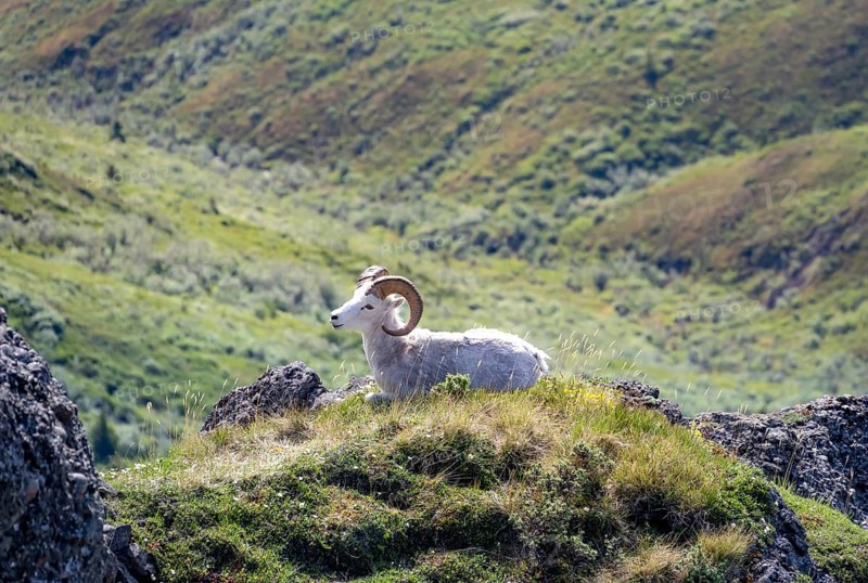 Dall sheep or Alaskan snow sheep (Ovis dalli) sitting on a rocky outcrop in the mountains, Denali National Park and Preserve, Alaska, USA