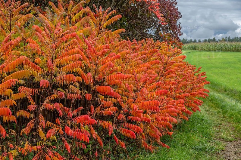 Vinegar trees (Rhus typhina) in their autumn colours, Franconia, Bavaria, Germany