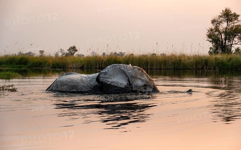 African elephant (Loxodonta africana) swimming in the swamp, at sunset, Xakanaxa Lagoon, Okavango Delta, Moremi Game Reserve, Botswana