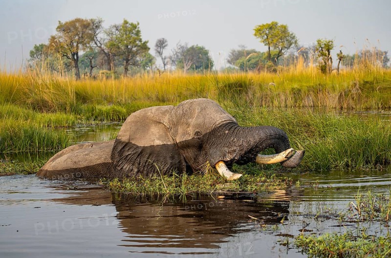 African elephant (Loxodonta africana) swimming in the swamp, grazing, Xakanaxa Lagoon, Okavango Delta, Moremi Game Reserve, Botswana