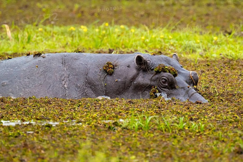 Hippopotamus (Hippopatamus amphibius) hiding in the swamp, Xakanaxa, Okavango Delta, Moremi Game Reserve, Botswana