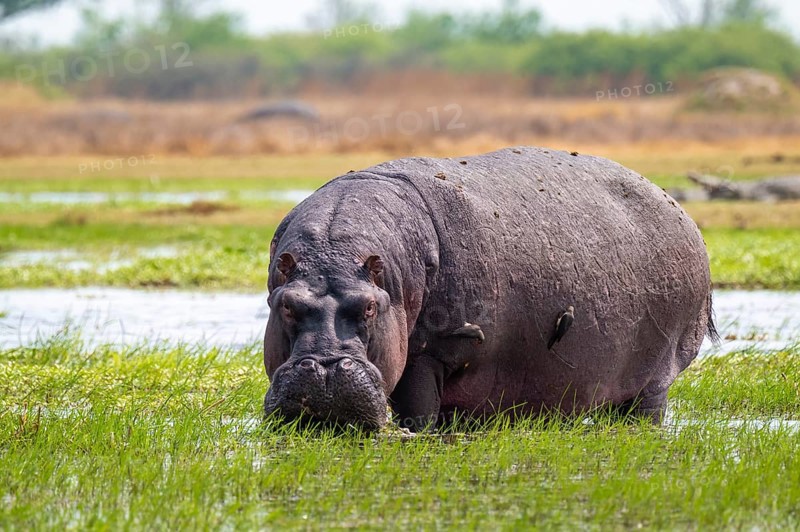Hippopotamus (Hippopatamus amphibius) grazing, Xakanaxa, Okavango Delta, Moremi Game Reserve, Botswana