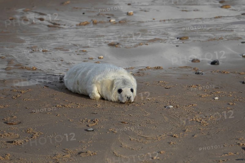 Grey seal (Halichoerus grypus) juvenile baby pup animal resting on a sandy beach in winter, England, United Kingdom