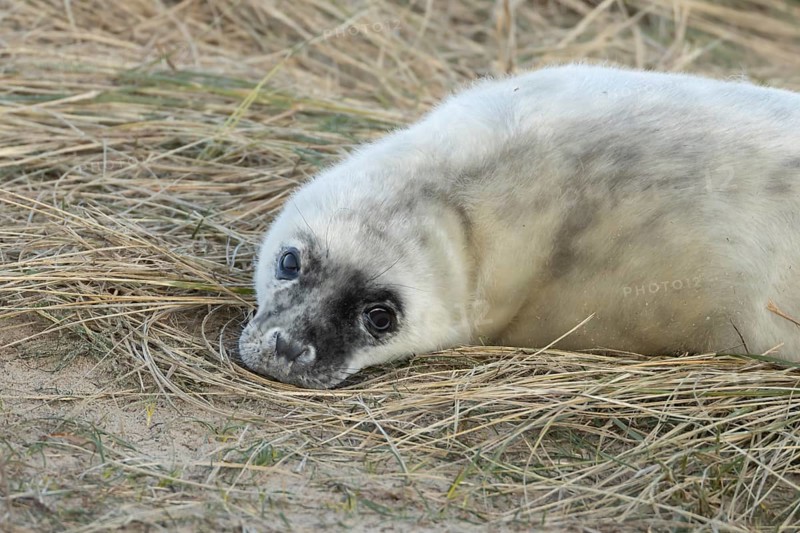 Grey seal (Halichoerus grypus) juvenile baby pup animal resting in a sand dune by a beach in winter, England, United Kingdom