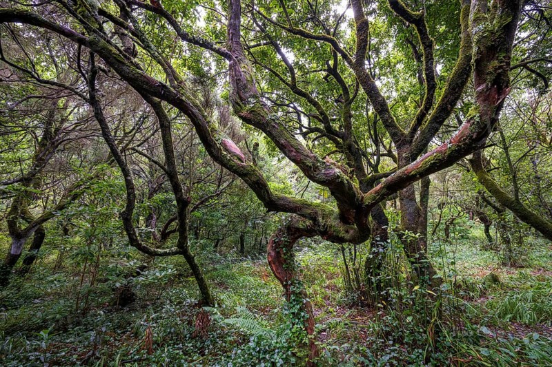 Laurel trees (Ocotea foetens) overgrown with moss and plants, old laurel forest, Laurisilva, Madeira, Portugal