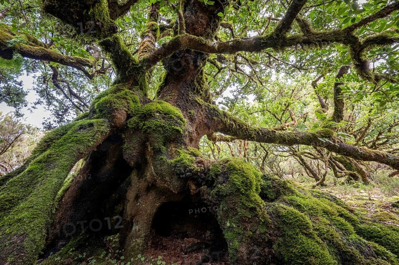 Laurel trees (Ocotea foetens) overgrown with moss and plants, old laurel forest, Laurisilva, Madeira, Portugal