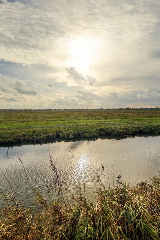 Moist meadows with reeds in the evening sun with the Hunte at Dümmer See, Lower Saxony