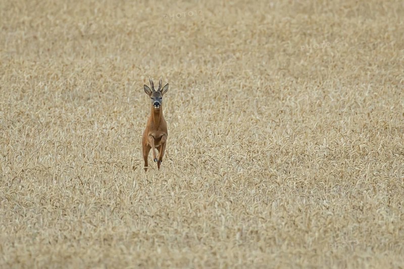 Roe deer (Capreolus capreolus) adult animal male roebuck running in a farmland wheat field in summer, England, United Kingdom