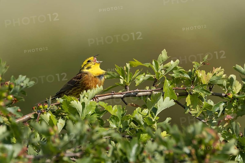 Yellowhammer (Emberiza citrinella) adult male bird singing in a hawthorn hedgerow in summer, England, United Kingdom