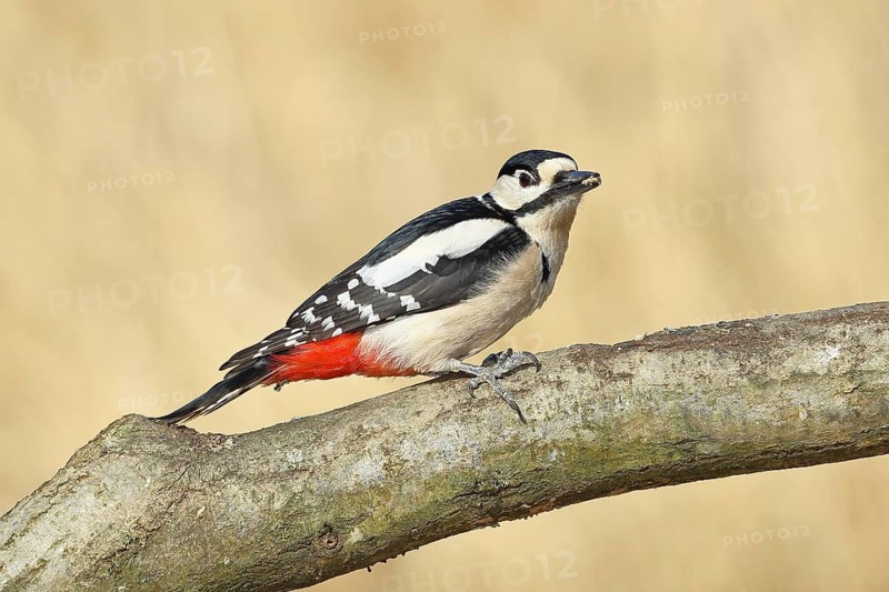 Great spotted woodpecker (Dendrocopos major), male, sitting on a branch, wildlife, animals, birds, woodpeckers, Wilnsdorf, North Rhine-Westphalia, Germany