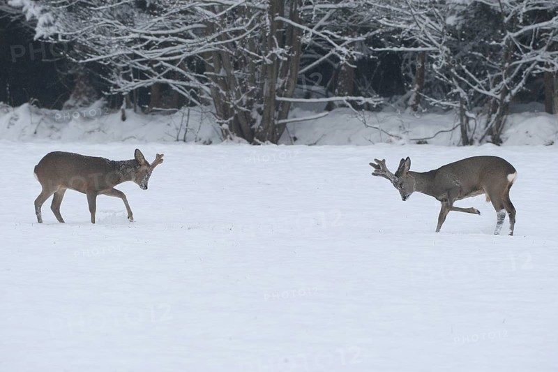 Roe deer (Capreolus capreolus) Bucks in velvet antlers sit with their forelegs in the snow on the meadow, imposing behaviour, Allgäu, Bavaria, Germany, Allgäu, Bavaria, Germany