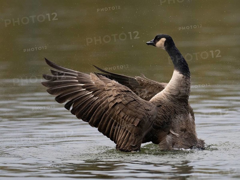 A Canada goose flaps its wings after plumage care, Ümminger See, Bochum, North Rhine-Westphalia, Germany