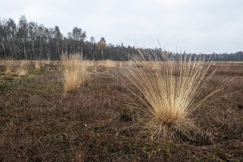 Pipe grass (Molinia caerulea) in the moor, Emsland, Lower Saxony, Germany