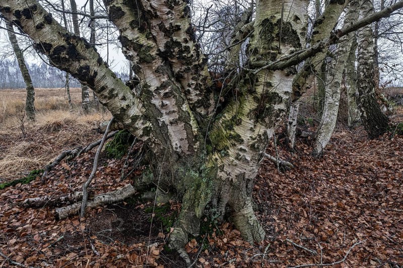 Birches (Betula pendula) in the moor, Emsland, Lower Saxony, Germany