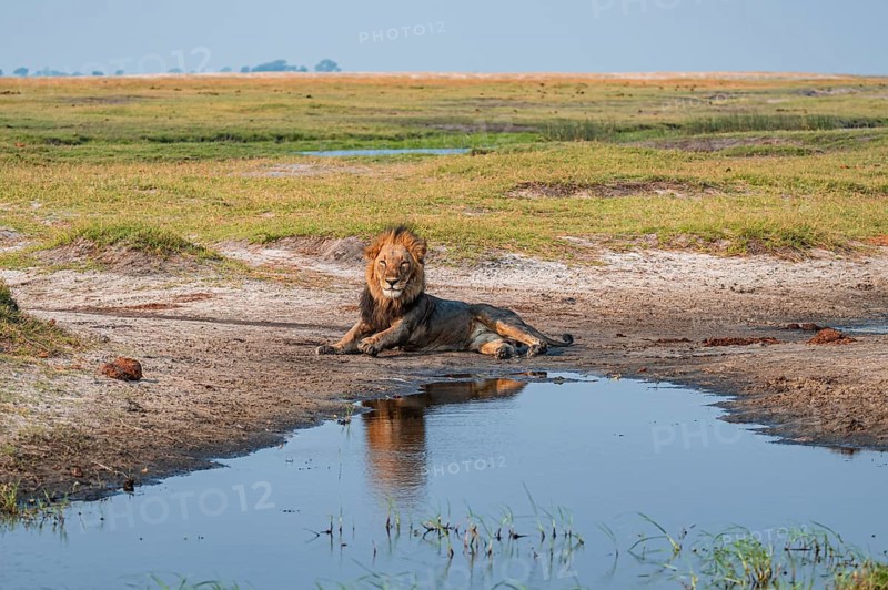 Maned lion, lion (Panthera leo), Ihaha, Chobe National Park, Botswana