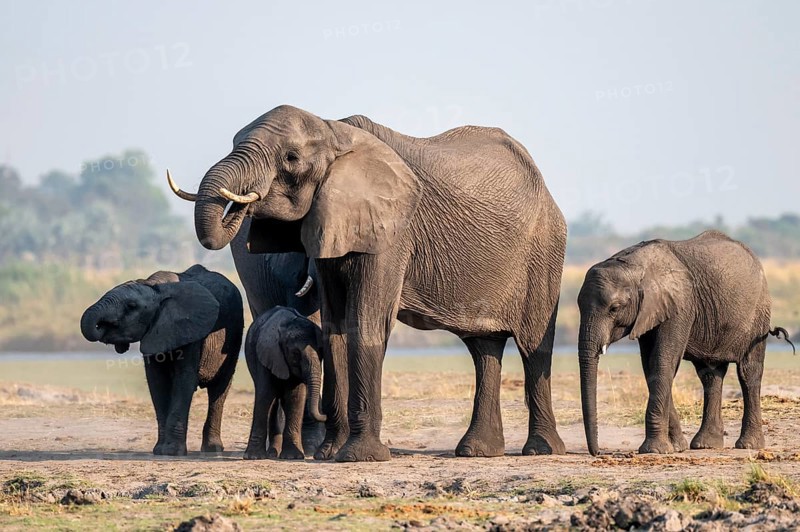 Herd of African elephants (Loxodonta africana), Ihaha, Chobe National Park, Botswana