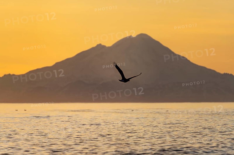 Bald eagle (Haliaeetus leucocephalus) flying in front of mountain silhouettes of the Aleutian chain with peak Mount Redoubt, at sunset, picturesque golden light of the midnight sun, Cook Inlet, Anchor Point, Anchor River State Recreation Area, Alaska, USA