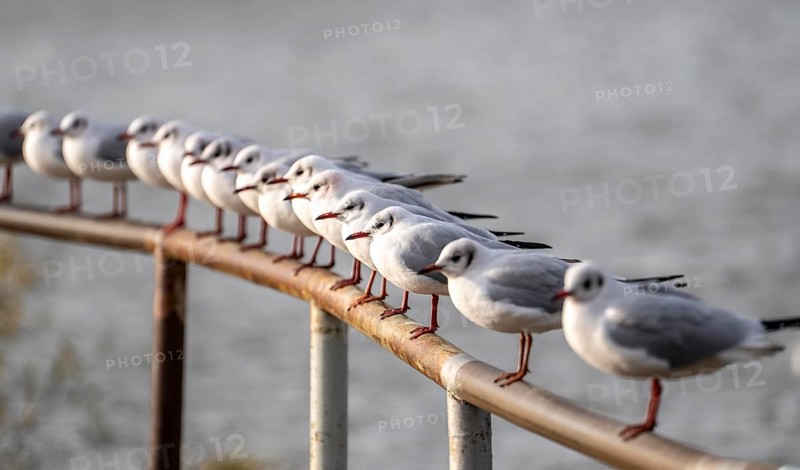 Black-headed gulls in winter dress, on a railing on the Rhine near Duisburg-Walsum, North Rhine-Westphalia, Germany