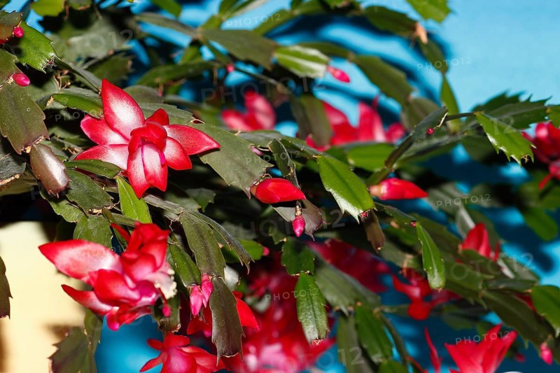 Christmas cactus (Schlumbergera truncata), flowers, in studio, North Rhine-Westphalia, Germany