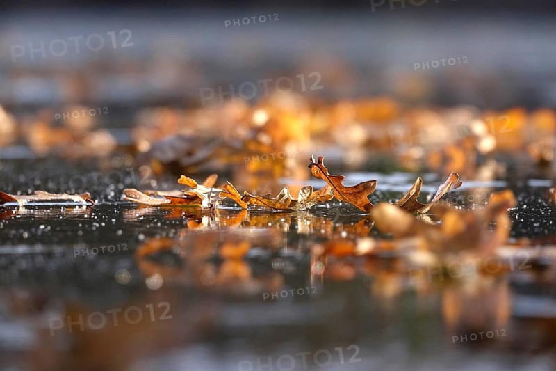 Frozen lake with autumn leaves, late autumn, Germany