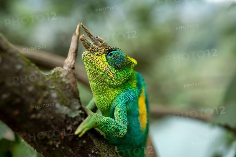 Three-horned chameleon (Trioceros jacksonii), male, Bwindi Impenetrable Forest National Park, Uganda