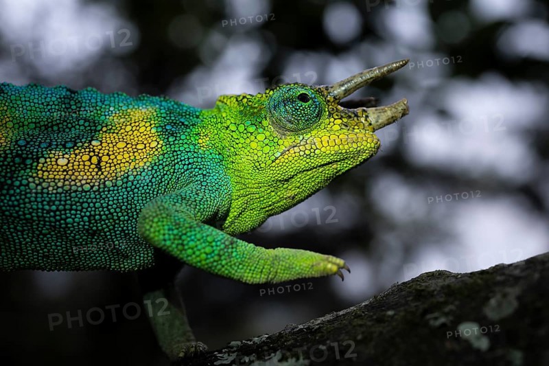 Three-horned chameleon (Trioceros jacksonii), male, Bwindi Impenetrable Forest National Park, Uganda