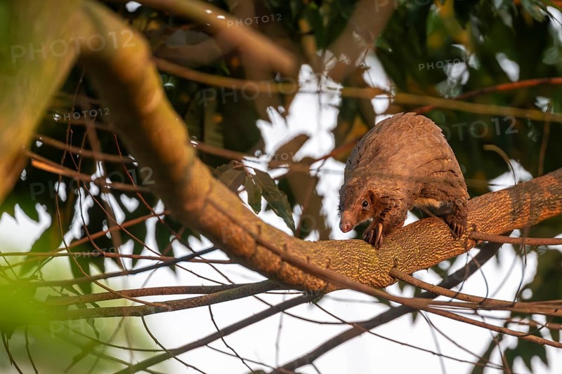 Pangolin climbing a tree, white-bellied pangolin (Phataginus tricuspis, Manis tricuspis), Western Region, Pangolin Rescue Center, Uganda