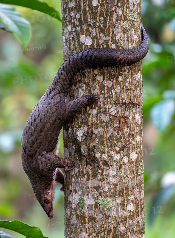 Pangolin climbing a tree, white-bellied pangolin (Phataginus tricuspis, Manis tricuspis), Western Region, Pangolin Rescue Center, Uganda