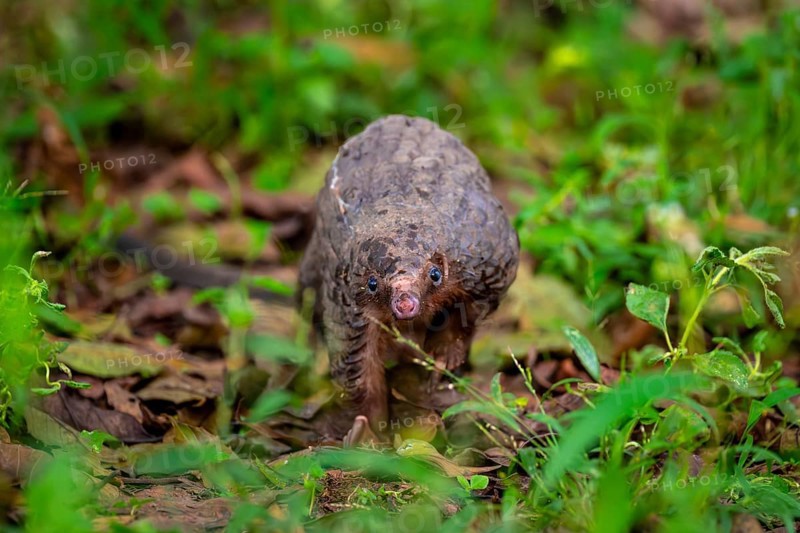 Pangolin on the ground, white-bellied pangolin (Phataginus tricuspis, Manis tricuspis), Western Region, Pangolin Rescue Center, Uganda