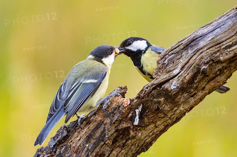 Great tit (Parus major) adult bird feeds young Germany