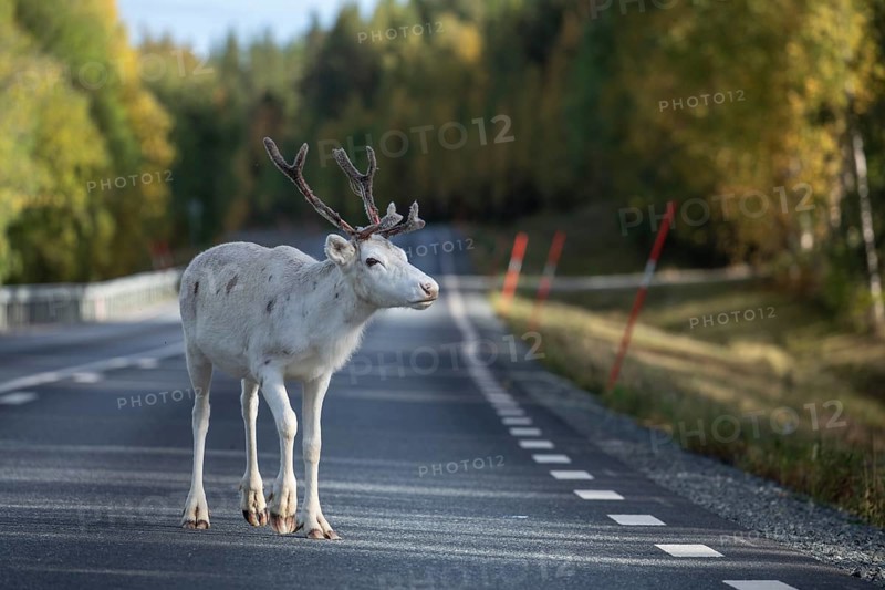 White reindeer on the street in Sweden, Lapland in autumn