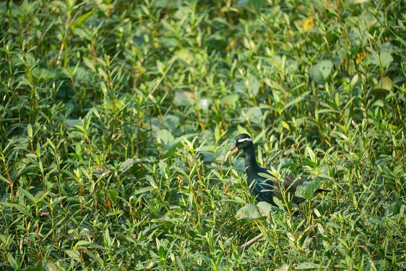 A bronze-winged jacana (Metopidius indicus), Gazipur, Bangladesh