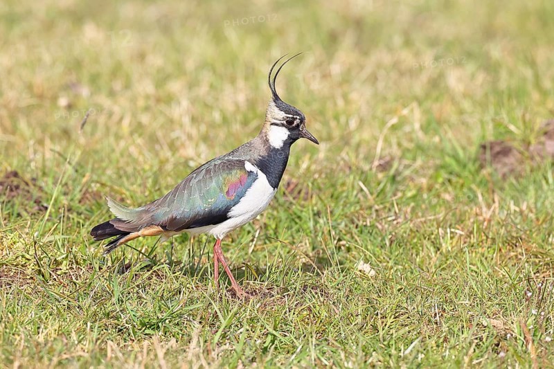 Lapwing (Vanellus vanellus), gorgeous dress, looking for food in a swampy meadow, wildlife, lembruch, ox moor, Dümmer nature park Park, Lower Saxony, Germany