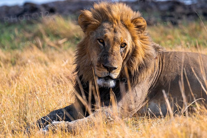 Maned lion (Panthera Leo) lying in grass, savanna, Savuti, Chobe National Park National Park, Botswana