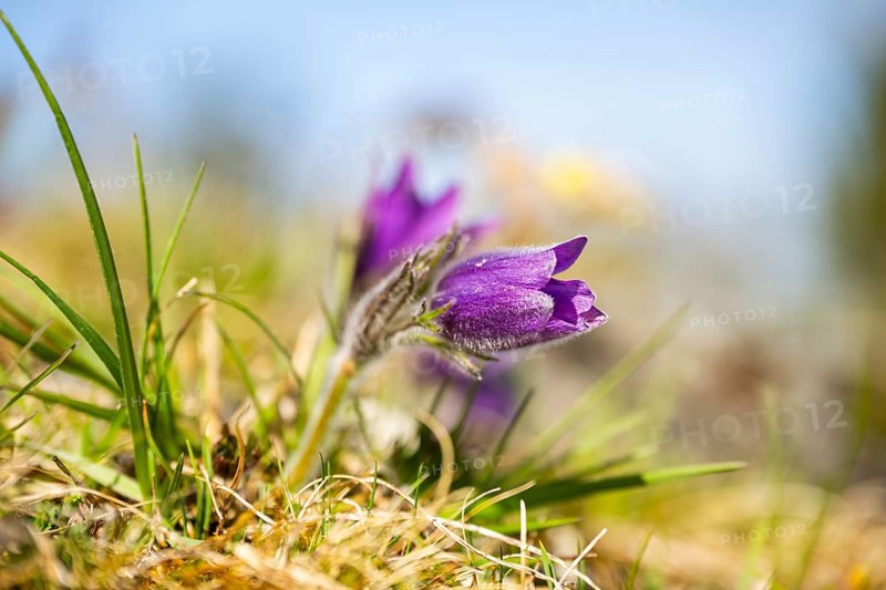 Pasque flower (Pulsatilla vulgaris), blooming, sunset, Bavaria, Germany