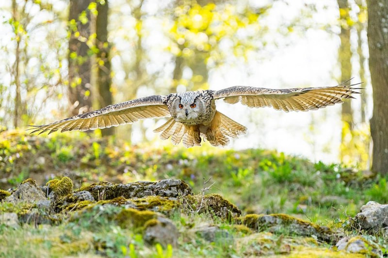 Eurasian eagle-owl (Bubo bubo) landing, captive, Bavaria, Germany